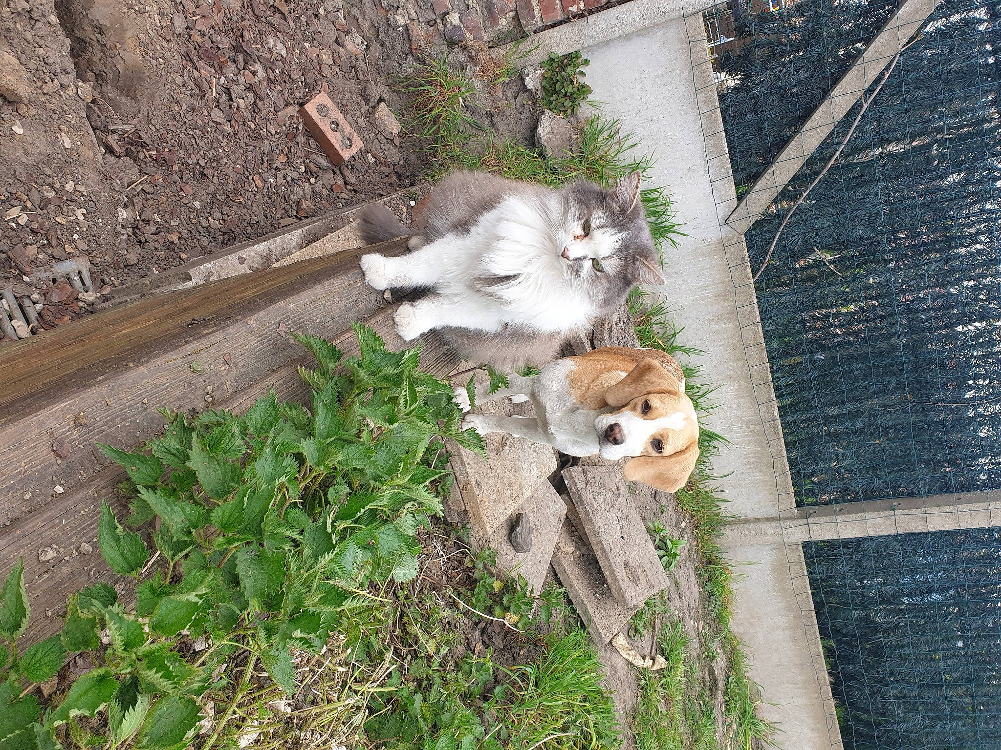 Picka a rejoint le concours — aidez-le/la à gagner de superbes lots ! aegean_cat, canidae, carnivore, cat, european_shorthair, fawn, felidae, grass, kitten, plant, small_to_medium_sized_cats