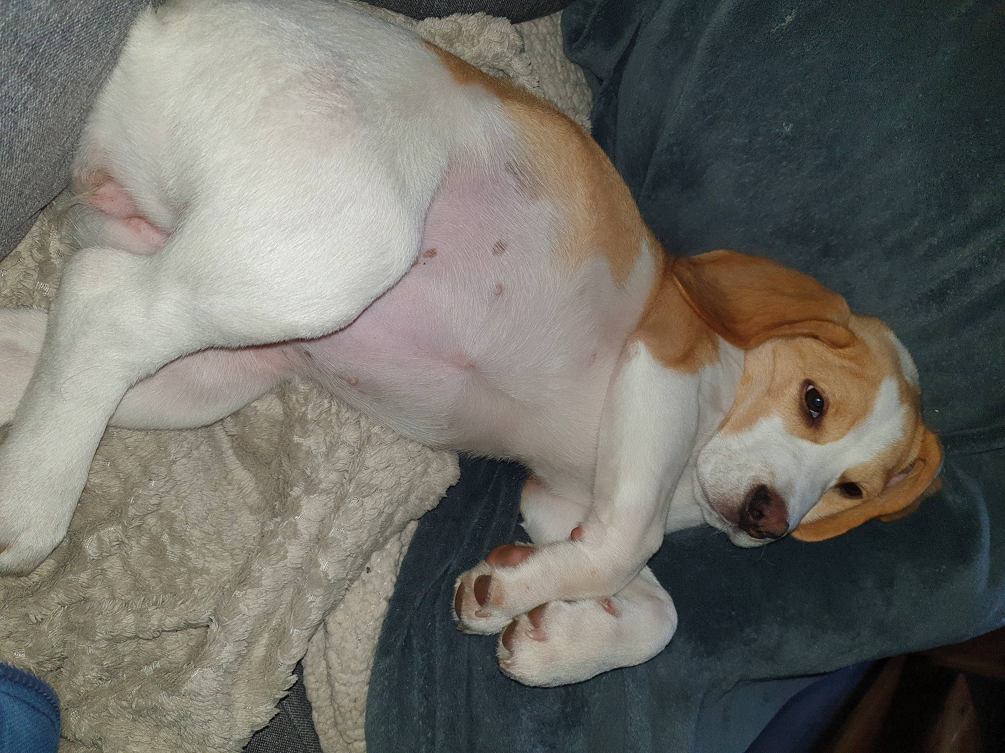 Picka a rejoint le concours — aidez-le/la à gagner de superbes lots ! beagle, canidae, carnivore, companion_dog, dog, dog_breed, dogo_guatemalteco, fawn, mammal, pachon_navarro, pocket_beagle, pointer, puppy, puppy_love, sporting_group, treeing_feist, vertebrate