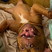 Ruby is registered to the contest to win money with this photo: dog, brown_dog, lying_down, upside_down, tongue_out, open_mouth, bed, blanket, wooden_wall, playful, happy, pet, canine, indoor, fur, animal, cute, relaxed, smiling, ears