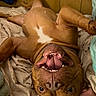 dog, brown_dog, lying_down, upside_down, tongue_out, open_mouth, bed, blanket, wooden_wall, playful, happy, pet, canine, indoor, fur, animal, cute, relaxed, smiling, ears