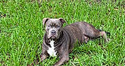 Fisher is registered to the contest to win money with this photo: dog, lawn, grass, outdoor, pet, canine, animal, brindle, resting, nature, greenery, mammal, laying_down, fur, ears, alert, eyes, snout, paws, summer