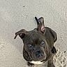 Fisher joined the competition — help win amazing prizes! puppy, dog, sand, beach, animal, pet, young, ears, paws, curious, looking_up, cute, outdoor, nature, canine, portrait, adorable, fur, playful, small