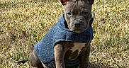 Fisher joined the competition — help win amazing prizes! animal, blue_sweater, canine, cute, dog, ears, fur, grass, leaf, nature, outdoor, pet, portrait, puppy, sitting, small_dog, snout, sunlight, winter_clothing, young_dog