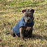 puppy, dog, grass, blue_sweater, outdoor, sunlight, pet, cute, animal, sitting, young_dog, canine, nature, winter_clothing, portrait, small_dog, fur, ears, snout, leaf