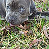 Fisher joined the competition — help win amazing prizes! puppy, dog, grass, stick, leaves, outdoor, close_up, chewing, playful, curious, nature, animal, pet, young_dog, fall, brown_leaves, green_grass, canine, snout, ears