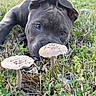 puppy, dog, mushroom, grass, nature, outdoor, closeup, animal, curious, greenery, young, brown, eyes, snout, flora, leaf, ground, plant, field, daylight