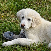 Nala participe au concours pour gagner de l'argent avec cette photo : puppy, dog, grass, toy, outdoor, pet, white_fur, animal, cute, young_dog, nature, playful, lying_down, fur, chew_toy, close_up, mammal, canine, leaf, daylight