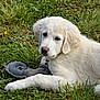 puppy, dog, grass, toy, outdoor, pet, white_fur, animal, cute, young_dog, nature, playful, lying_down, fur, chew_toy, close_up, mammal, canine, leaf, daylight