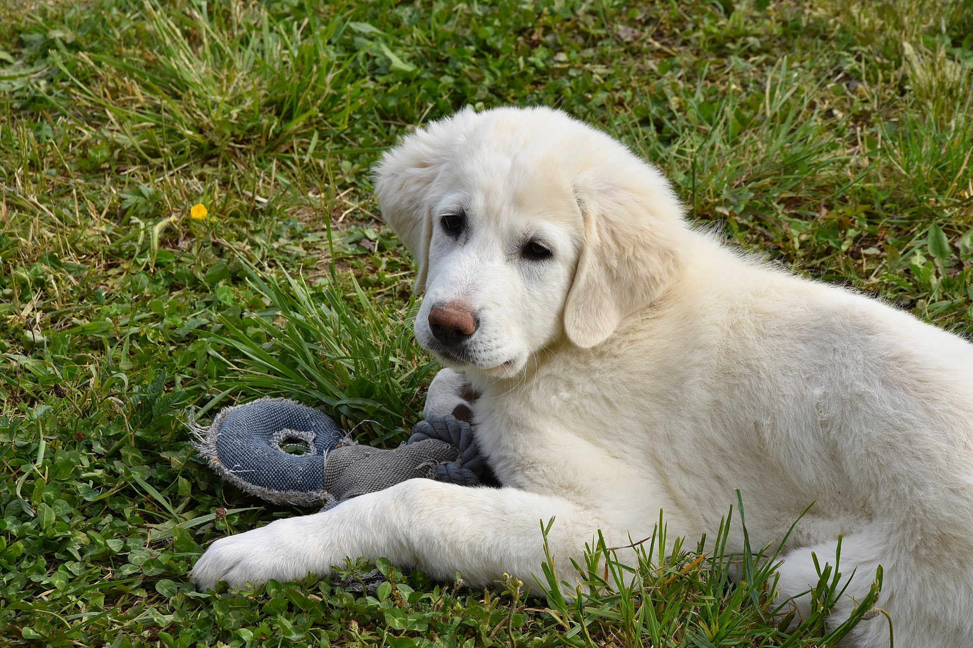 Nala participe au concours pour gagner de l'argent avec cette photo : puppy, dog, grass, toy, outdoor, pet, white_fur, animal, cute, young_dog, nature, playful, lying_down, fur, chew_toy, close_up, mammal, canine, leaf, daylight