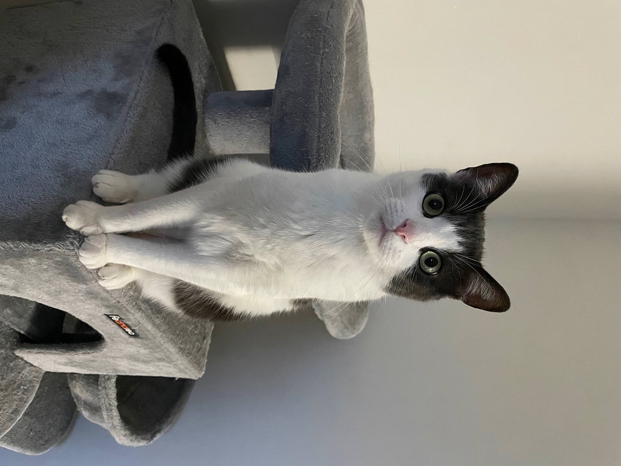 Orus a rejoint le concours — aidez-le/la à gagner de superbes lots ! balinese, carnivore, cat, claw, collar, domestic_short_haired_cat, felidae, fur, grey, paw, russian_blue, siamese, small_to_medium_sized_cats, snout, tail, thai, whiskers