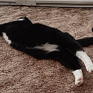 Doug joined the competition — help win amazing prizes! animal, black_and_white, carpet, cat, cozy, cute, domestic, feline, fur, home, indoor, laying_down, paws, pet, quiet, relaxed, resting, sleeping, soft, tail