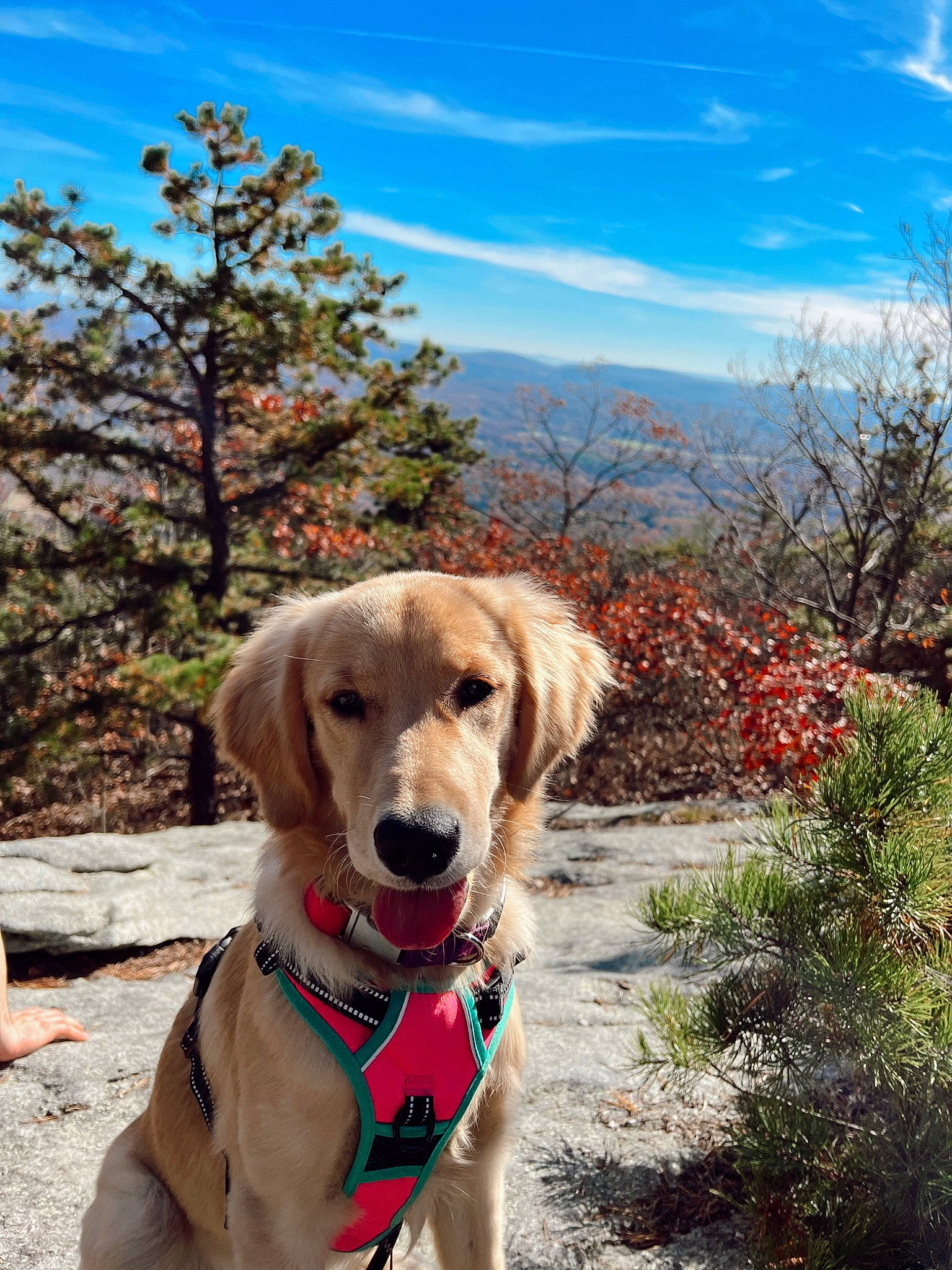 Piper is registered to the contest to win money with this photo: carnivore, cloud, collar, companion_dog, dog, dog_breed, dog_collar, dog_supply, fawn, gun_dog, landscape, leash, pet_supply, plant, retriever, sky, snout, tree, winter, working_animal