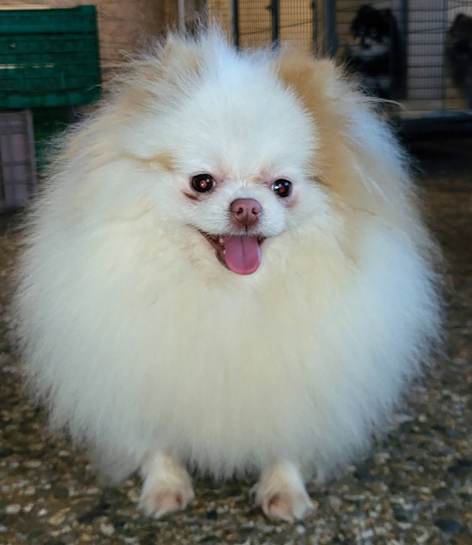 Sweetie a rejoint le concours — aidez-le/la à gagner de superbes lots ! canidae, carnivore, companion_dog, dog, dog_breed, eye, fawn, fur, german_spitz, german_spitz_klein, german_spitz_mittel, green, shout, snout, spitz, sporting_group, toy_dog, volpino_italiano, whiskers, working_animal