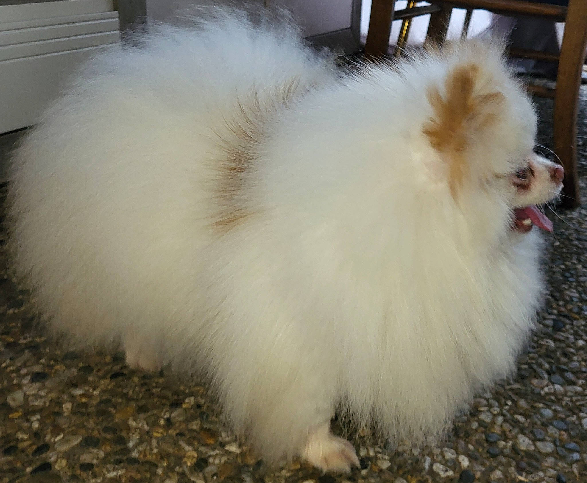 Sweetie a rejoint le concours — aidez-le/la à gagner de superbes lots ! canidae, carnivore, companion_dog, dog, dog_breed, event, fawn, fur, german_spitz, german_spitz_klein, german_spitz_mittel, grass, non_sporting_group, spitz, sporting_group, tail, toy_dog, working_animal