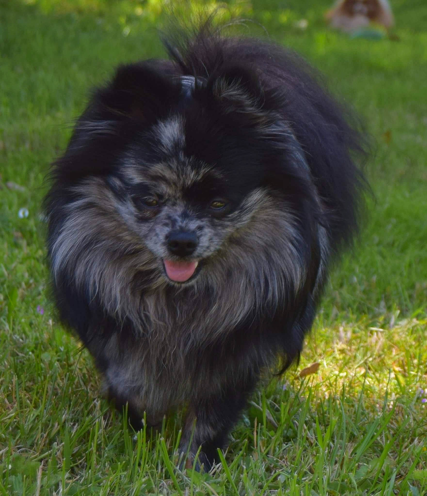 Rose participe au concours pour gagner de l'argent avec cette photo : canidae, carnivore, companion_dog, dog, dog_breed, fur, german_spitz_klein, grass, herding_dog, liver, non_sporting_group, small_terrier, snout, spitz, sporting_group, terrestrial_animal, toy_dog, water_dog, working_animal, working_dog