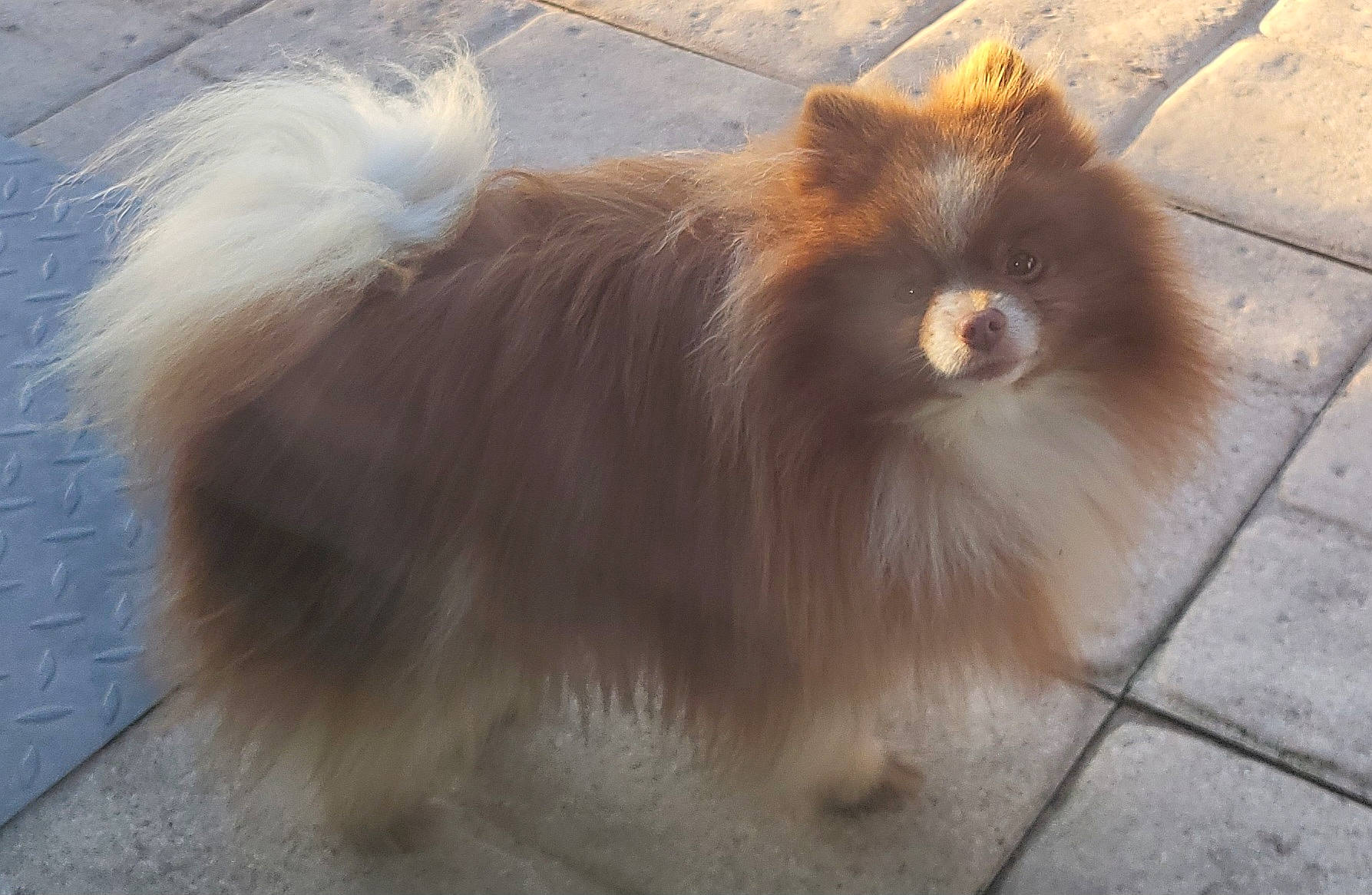 Notcha a rejoint le concours — aidez-le/la à gagner de superbes lots ! canidae, carnivore, companion_dog, dog, dog_breed, fawn, fur, german_spitz, german_spitz_klein, german_spitz_mittel, liver, snout, spitz, sporting_group, tail, terrestrial_animal, toy_dog, volpino_italiano, whiskers, working_animal