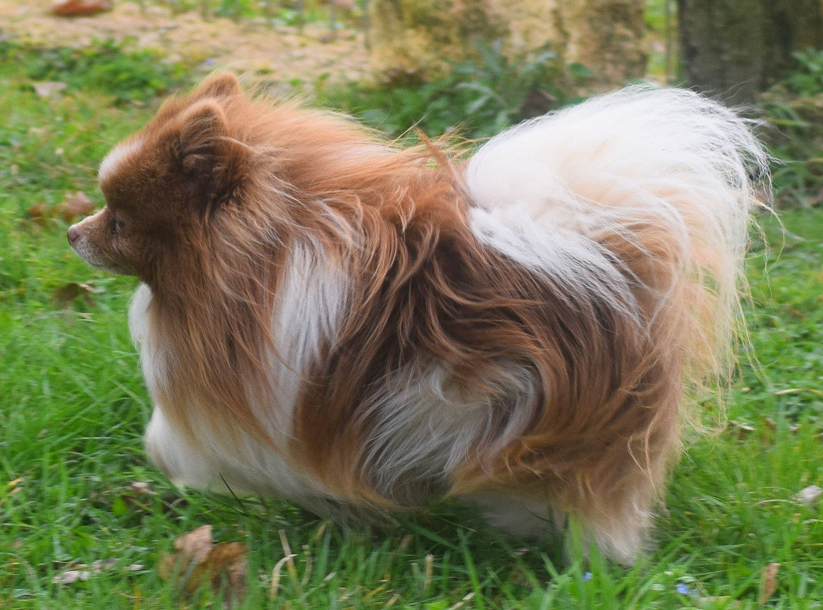 Notcha participe au concours pour gagner de l'argent avec cette photo : canidae, carnivore, companion_dog, dog_breed, fawn, felidae, fur, grass, grassland, liver, pasture, plant, snout, sporting_group, terrestrial_animal, tibetan_spaniel, whiskers, wildlife, working_animal