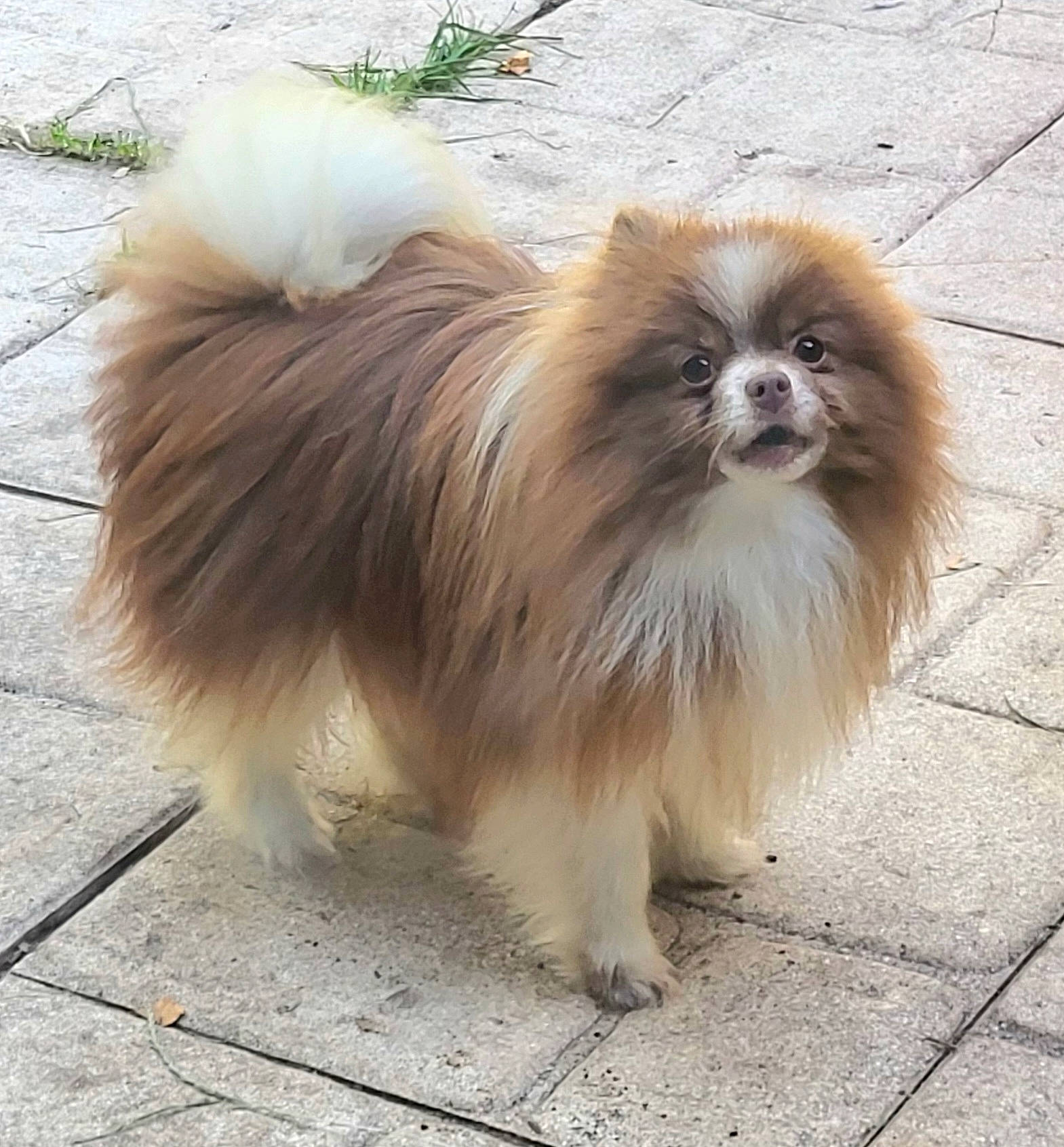 Notcha participe au concours pour gagner de l'argent avec cette photo : canidae, carnivore, companion_dog, dog, dog_breed, fawn, fur, grass, liver, natural_material, non_sporting_group, primate, snout, sporting_group, tail, terrestrial_animal, toy_dog, wildlife, windscreen_wiper, working_animal