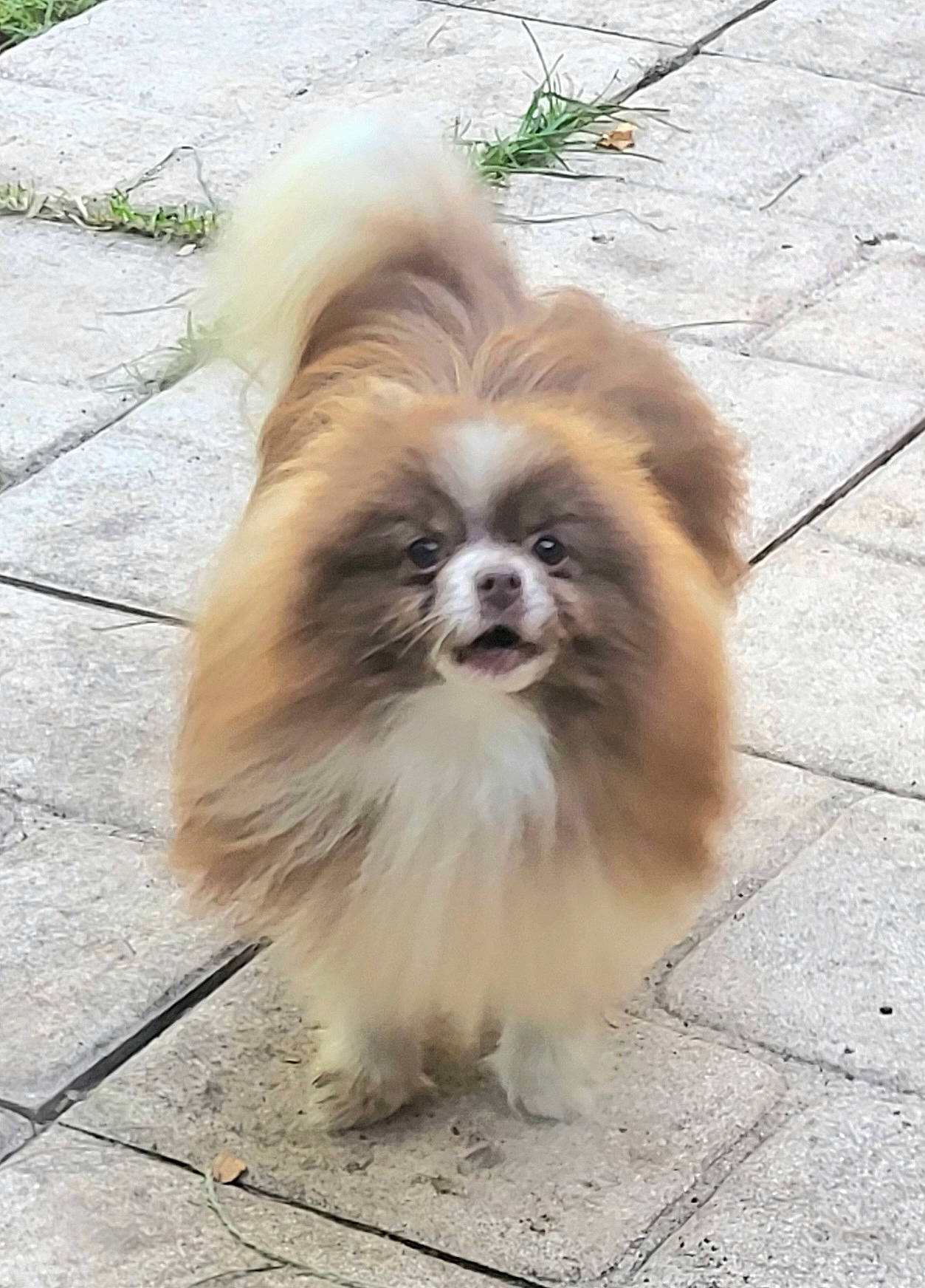 Notcha a rejoint le concours — aidez-le/la à gagner de superbes lots ! ancient_dog_breeds, canidae, carnivore, companion_dog, dog, dog_breed, fawn, flooring, fur, liver, pekingese, plant, road_surface, snout, sporting_group, tail, terrestrial_animal, tibetan_spaniel, toy_dog, working_animal