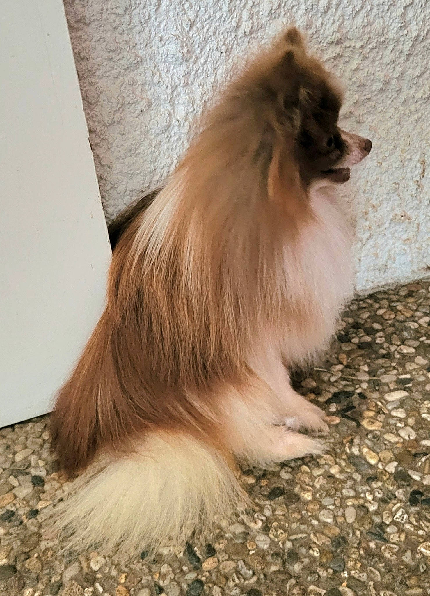 Notcha a rejoint le concours — aidez-le/la à gagner de superbes lots ! beak, canidae, companion_dog, dog_breed, fashion_accessory, fawn, feather, fur, german_spitz, liver, primate, snout, tail, terrestrial_animal, whiskers, wildlife, wing, wood