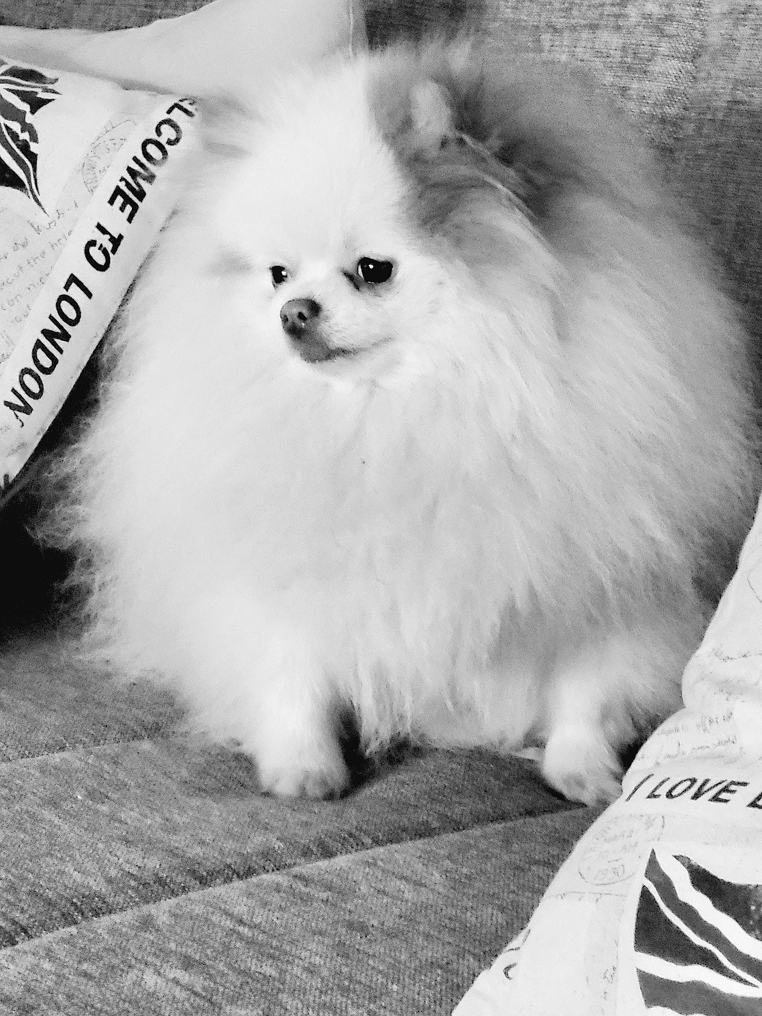 Sweetie participe au concours pour gagner de l'argent avec cette photo : black, carnivore, companion_dog, dog, dog_breed, fur, german_spitz, german_spitz_klein, german_spitz_mittel, monochrome, monochrome_photography, samoyed, snout, spitz, sporting_group, style, toy_dog, whiskers, white, working_animal