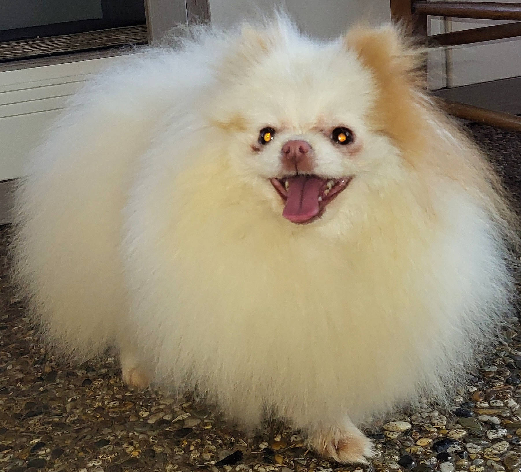 Sweetie a rejoint le concours — aidez-le/la à gagner de superbes lots ! carnivore, companion_dog, dog, dog_breed, event, fur, iris, smile, snout, terrestrial_animal, toy_dog, whiskers