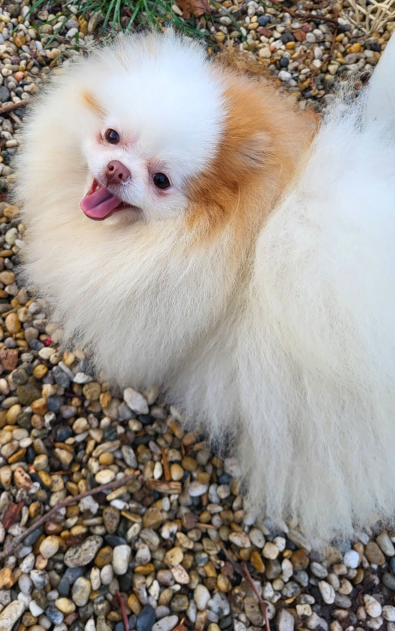 Sweetie a rejoint le concours — aidez-le/la à gagner de superbes lots ! canidae, carnivore, collar, companion_dog, dog, dog_breed, fashion_accessory, fawn, fur, german_spitz_klein, hat, pebble, puppy, snout, spitz, sporting_group, tail, toy_dog, whiskers, working_animal