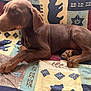 Cocoanuta is registered to the contest to win money with this photo: dog, puppy, brown_dog, lying_down, blanket, patterned_blanket, indoor, paw, animal, pet, canine, cute, resting, fur, ears, snout, sleepy, young_dog, domestic_animal, relaxed