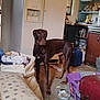 doberman, dog, indoor, kitchen, laundry_basket, clutter, furniture, couch, floor, household_items, appliance, microwave, cabinet, canine, pet, alert, brown_dog, standing, domestic, room