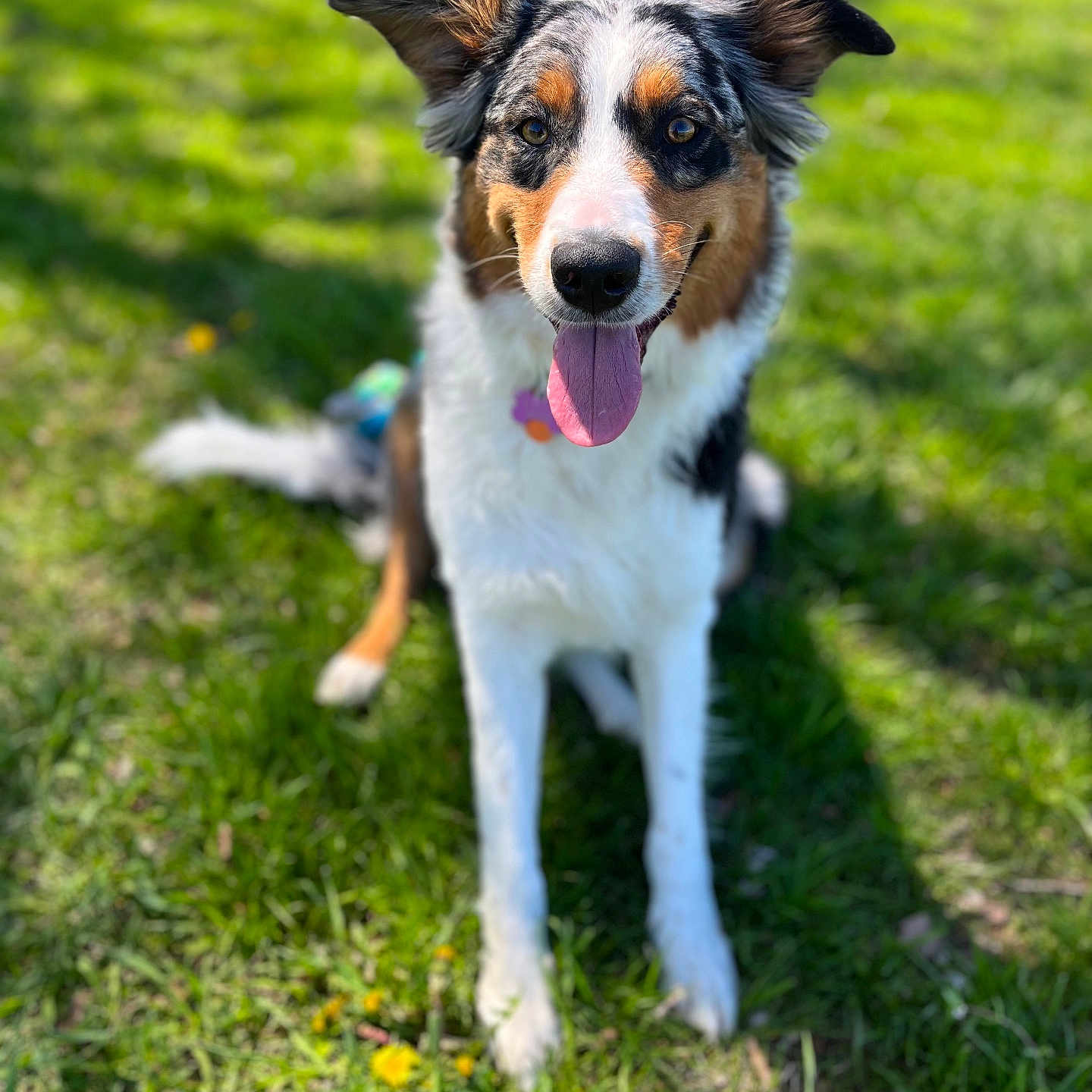 Ellie Mae is registered to the contest to win money with this photo: accessories, animal, bodypart, canine, collie, dog, field, grass, grassland, hound, lawn, leash, mouth, nature, outdoors, person, pet, plant, puppy, strap