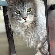 Cruze is registered to the contest to win money with this photo: animal, cat, close_up, curious, cute, domestic_cat, feline, floor, fluffy, gray_fur, green_eyes, household, indoor, long_hair, pet, portrait, soft_light, tabby_pattern, whiskers, wooden_chair