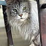 animal, cat, close_up, curious, cute, domestic_cat, feline, floor, fluffy, gray_fur, green_eyes, household, indoor, long_hair, pet, portrait, soft_light, tabby_pattern, whiskers, wooden_chair