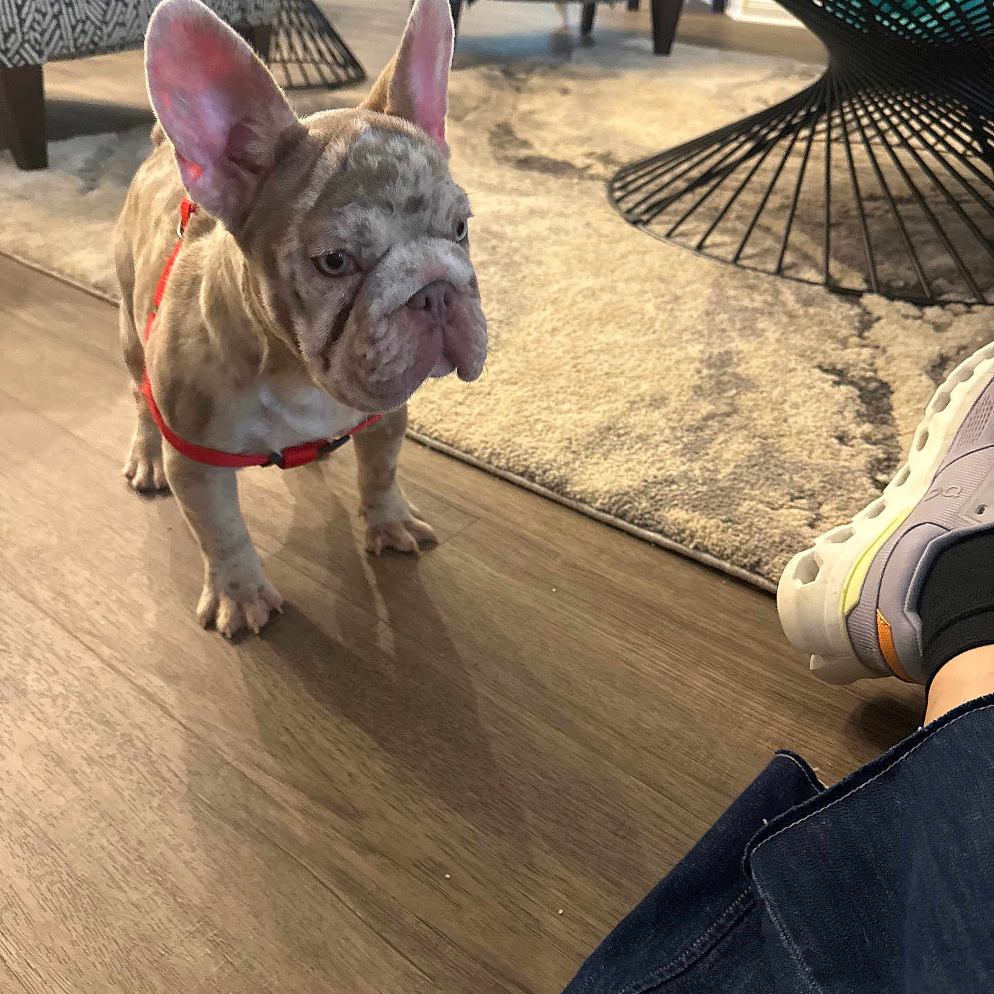 Lily is registered to the contest to win money with this photo: dog, french_bulldog, puppy, indoor, living_room, wooden_floor, carpet, chair, table, footwear, sneaker, pet, animal, ears, cute, floor, furniture, red_harness, domestic, small_dog