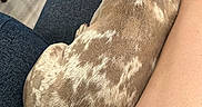 Lily joined the competition — help win amazing prizes! dog, couch, pet, resting, indoor, furniture, human_leg, blanket, patterned_pillow, floor, relaxing, brown_dog, spotted_coat, collar, closeup, domestic_animal, companion, nap, cozy, home