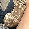 dog, couch, pet, resting, indoor, furniture, human_leg, blanket, patterned_pillow, floor, relaxing, brown_dog, spotted_coat, collar, closeup, domestic_animal, companion, nap, cozy, home