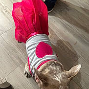 Lily is registered to the contest to win money with this photo: dog, pet, clothing, dress, pink, white, heart, floor, wooden_floor, ears, animal, indoor, costume, cute, small_dog, legs, footwear, fashion, standing, domestic_animal