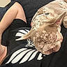 Lily is registered to the contest to win money with this photo: dog, french_bulldog, sleeping, person, arm, black_shirt, graphic_tshirt, couch, blue_couch, indoor, relaxing, pet, nap, wrinkled_face, close_up, fur, resting, comfort, cozy, casual