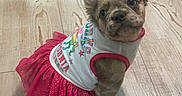 Ellie is registered to the contest to win money with this photo: animal, casual, clothing, curious, cute, dog, ears_up, floor, footwear, indoor, jeans, looking_up, pet, pink, puppy, sitting, small_dog, tutu, white_shirt, wooden_floor