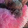 animal, car_interior, close_up, cozy, cushion, cute, dog, ear, face, fluffy, fur, hand, pet, pink, portrait, puppy, resting, seat, window, young