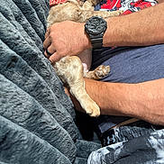 Ellie joined the competition — help win amazing prizes! arm, blanket, bow_tie, casual_clothing, closeup, comfort, cuddle, dog, facial_hair, glasses, hand, indoor, man, nap, pet, relaxation, resting, sleeping, tshirt, watch