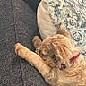 puppy, dog, sleeping, couch, pillow, fur, pet, resting, indoor, cozy, relaxing, animal, canine, home, collar, cute, soft, texture, comfort, nap