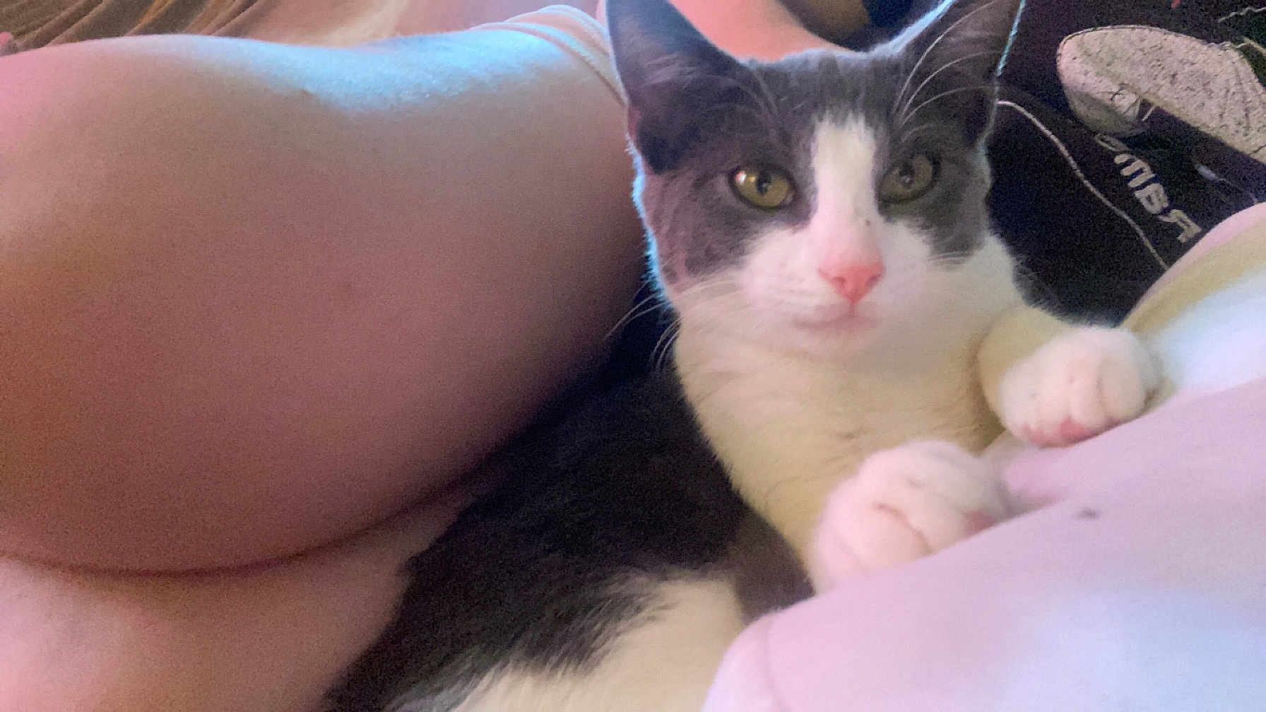 Luna joined the competition — help win amazing prizes! abyssinian, animal, blanket, bodypart, cat, couch, cushion, ear, face, finger, furniture, hand, head, kitten, manx, mouth, person, pet, siamese, sleeping