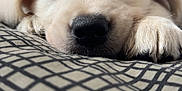 Ada participe au concours pour gagner de l'argent avec cette photo : puppy, dog, sleeping, close_up, paw, fur, cushion, pattern, resting, cute, domestic_animal, pet, indoor, cozy, young_dog, animal_face, peaceful, soft, whiskers, relaxing