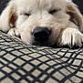 puppy, dog, sleeping, close_up, paw, fur, cushion, pattern, resting, cute, domestic_animal, pet, indoor, cozy, young_dog, animal_face, peaceful, soft, whiskers, relaxing