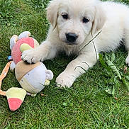 Ada a rejoint le concours — aidez-le/la à gagner de superbes lots ! puppy, dog, grass, toy, outdoor, pet, young, cute, animal, nature, playful, fluffy, resting, paw, greenery, summer, adorable, companion, domestic_animal, lying_down