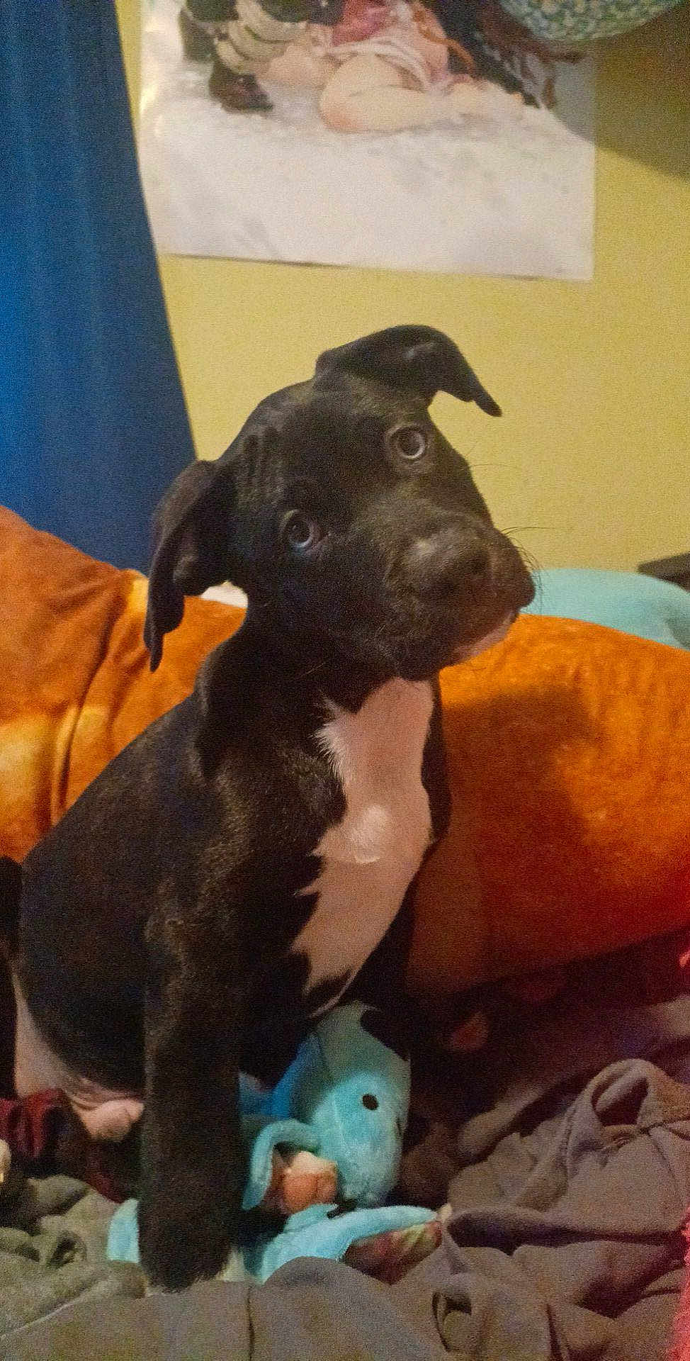 Castiel