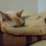 Nasa a rejoint le concours — aidez-le/la à gagner de superbes lots ! cat, fluffy, curled_up, tail, cushion, brown, cream_color, indoor, resting, pet, animal, cozy, feline, ears, fur, sleepy, close_up, quiet, texture, soft