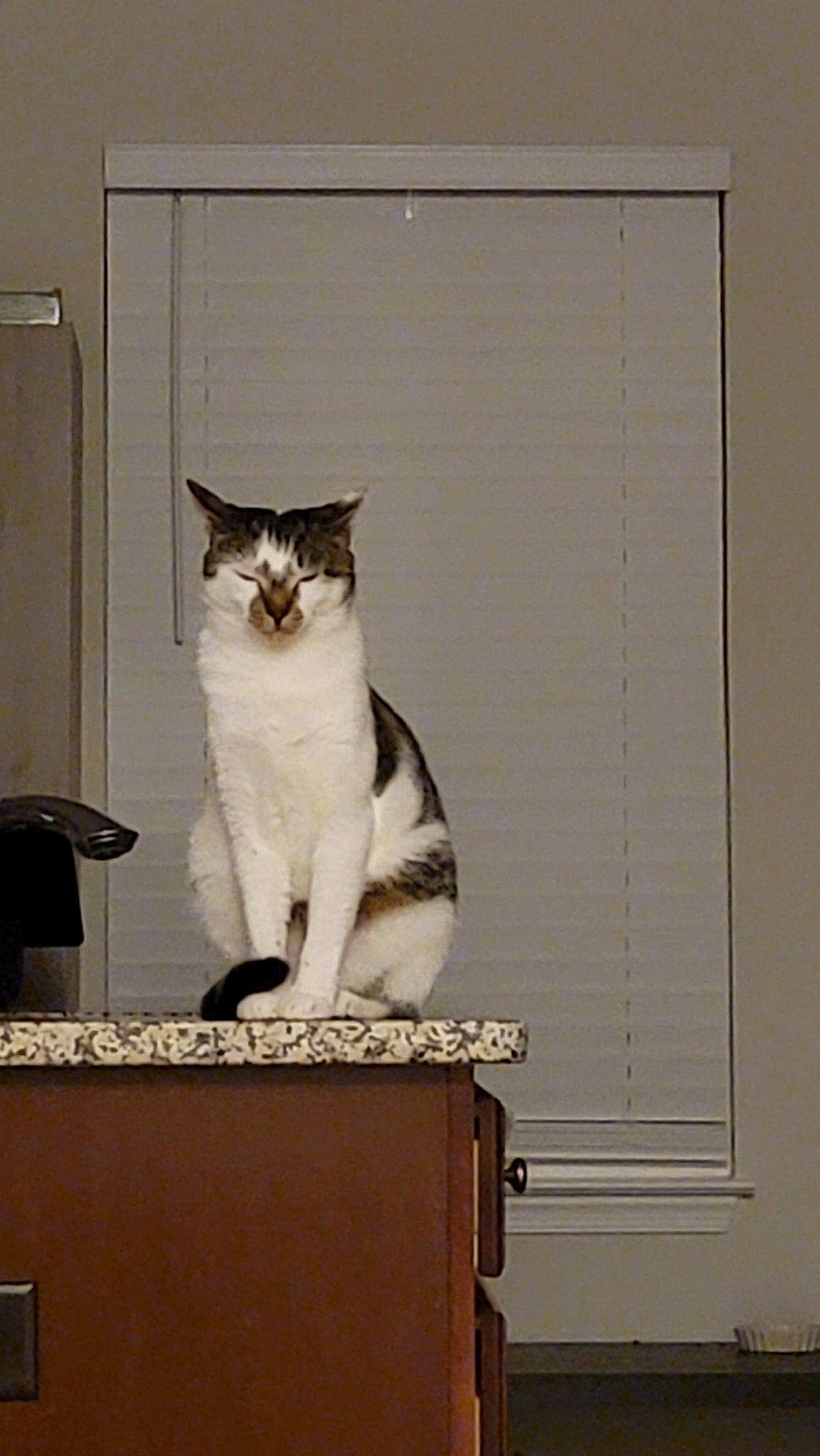 Dorian is registered to the contest to win money with this photo: art, carnivore, cat, domestic_short_haired_cat, door, felidae, fur, monochrome_photography, pedestal, rectangle, sitting, small_to_medium_sized_cats, tail, whiskers, window, wood