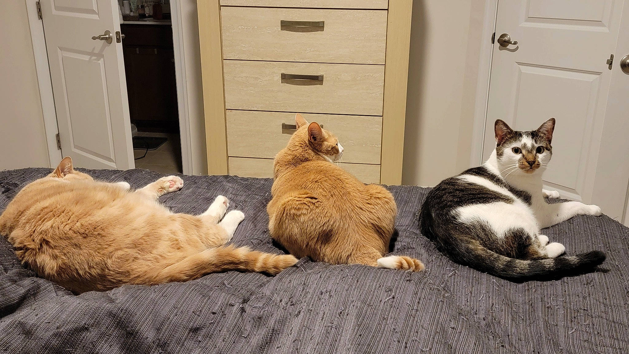 Dorian joined the competition — help win amazing prizes! cabinetry, carnivore, cat, comfort, companion_dog, door, drawer, dresser, fawn, felidae, floor, flooring, hardwood, mammal, small_to_medium_sized_cats, snout, tail, vertebrate, whiskers, wood