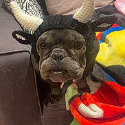 Binky is registered to the contest to win money with this photo: dog, bulldog, knitted_hat, horns, couch, blanket, colorful, indoor, pet, animal, face, ears, furniture, cozy, expression, looking, sitting, closeup, home, cute